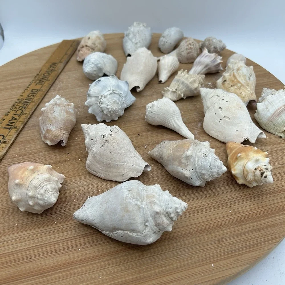 N/A sea shells